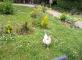 CHASSE AUX OEUFS A LA RESIDENCE LES JARDINS D'EPINAY Les Jardins d'Epinay Epinay-sur-Seine